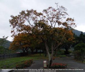 Taiwan POW Memorial Tree, Kinkaseki-Taiwan POW Memorial, Jinguashi, Taiwan, ROC © asiawargraves.com 